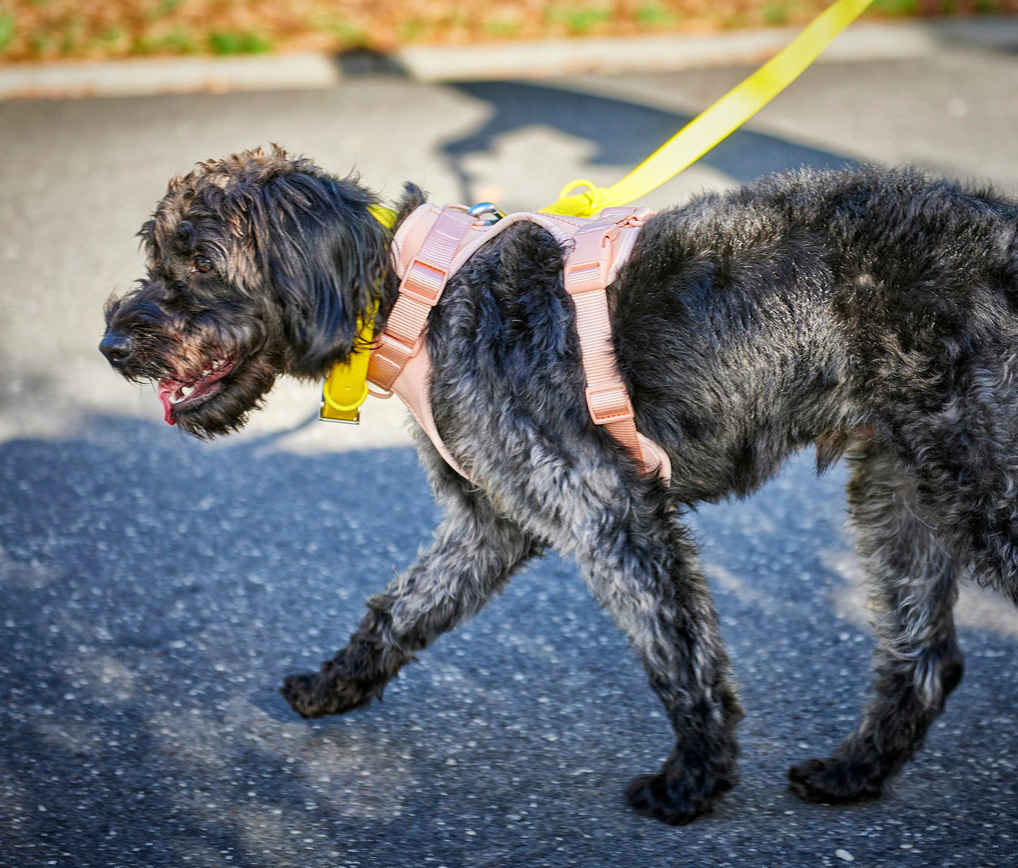 Blush on sale dog harness